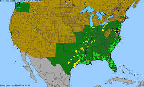 Image result for Fuirena welwitschii