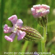Image result for Silene abyssinica