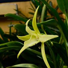 Image result for Habenaria arianae
