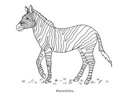 Why not colour them in. Plains Zebra Coloring Page By Mama Draw It Teachers Pay Teachers