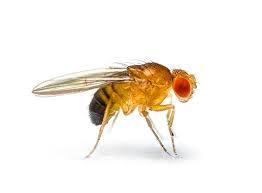 These pesky bugs can be a problem all year long, but they're most common in summer and into the fall. Fruit Drain Flies How To Get Rid Of Fruit Flies Raid Bug Basics