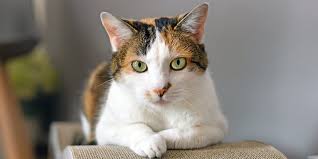 Why Are Male Calico Cats So Rare?