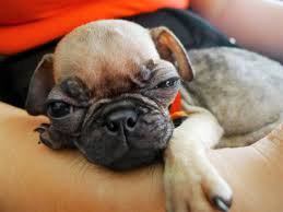 Pugs are one of the breeds that may be able to benefit from specialist dog foods. What Dog Food Do You Recommend For A Pug Puppy