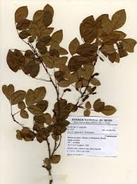 Image result for Rourea coccinea