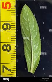 Image result for Lepidagathis scariosa