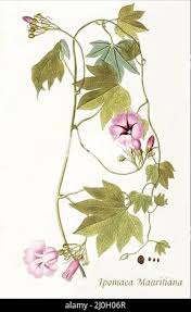 Image result for Ipomoea involucrata