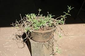 Image result for Delosperma tradescantioides