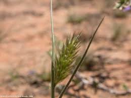 Image result for Eriocephalus luederitzianus