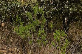 Image result for Heteromorpha stenophylla