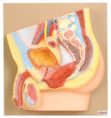The pelvic floor anatomy can teach people a lot about the body. Male Pelvis Section Model Life Size