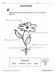Some of the worksheets for this concept are lesson nine flower facts, name, parts of a flower work formatted answers, flowering plant reproduction cloze work, anatomy of a flower, flower parts work, plant. Plant Parts Printable 1st 2nd Grade Teachervision