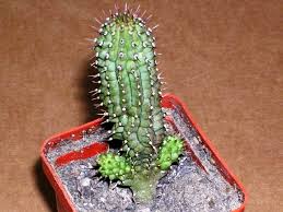 Image result for Glossostelma