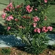 Image result for Sphaeropsis tumefaciens oleander symptoms