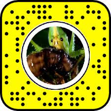 Two 49ers, offensive lineman ﻿justin skule﻿ and defensive back ﻿tarvarius moore﻿, suffered significant injuries. Bug War Snapchat Lens Filter