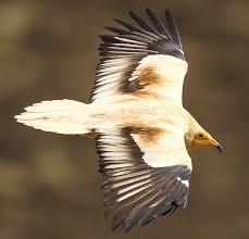 Select from premium egyptian vulture of the highest quality. Https Www Cms Int Sites Default Files Publication Eu Sap Egyptian Vulture Review Pdf