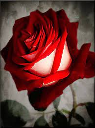 Osiria Rose By Kym Howard Beautiful Roses Rose Roses Valentines Day