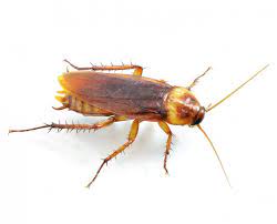 I believe there are two good approaches you can take to get rid of roaches. How To Get Rid Of Roaches Kill Cockroaches Domyown Com