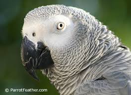 congo african grey parrots parrotfeather com