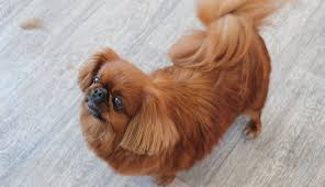 Maybe you would like to learn more about one of these? Pekingese Haircut 27 Photos What Is Grooming And Why Is It Needed Why Dogs Behave Strangely After Shearing And What To Do About It Features Grooming Puppies At Home With Scissors How