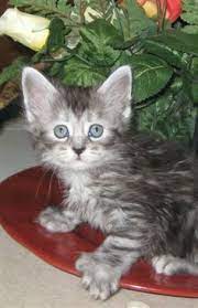 70 Polydactyl Love Ideas Cats And Kittens Cats Kittens