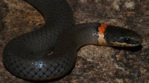 Check spelling or type a new query. Kansas Herpetofaunal Atlas
