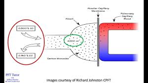 Image result for Diffusing Capacity