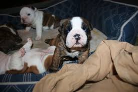 French bulldog puppies for sale to loving homes. Litter Of 6 Bulldog Puppies For Sale In Brookfield Wi Adn 55563 On Puppyfinder Com Gender Male Age 3 Weeks Old Puppies Puppies For Sale Bulldog Puppies
