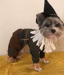 Custom Made Scarecrow Costume For Small Dogs Etsy Scarecrow Costume Dog Costumes Baby Halloween Costumes