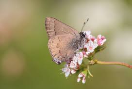 Image result for Satyrium macrophyllum