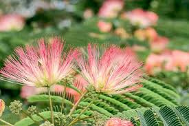 Image result for Albizia zimmermannii
