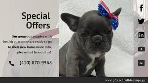 Loving french bulldog puppy great structure black/choc and white mom is choc carrier dad is black tri shipping depends on location. Precious French Bulldog Puppies French Puppies Twitter