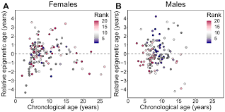 Generally, females weigh less than males even though they naturally have a higher percentage of body fat. High Social Status Males Experience Accelerated Epigenetic Aging In Wild Baboons Elife