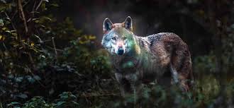 At times it is an involuntary act of shape shifting caused by a curse or infection through a bite. 300 Wolf Names Famous Historical Fictional And Popular Names