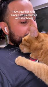 Cat in Love with Beard