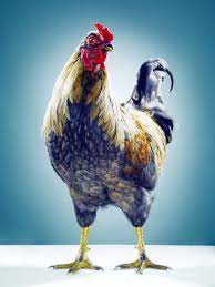 Limited Edition Chicken Photo Print By Award Winning Photographer Jill Greenberg Jill Greenberg Animals Animal Photography