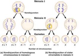 What Is Non Disjunction And During What Stage S Of Meiosis It Occur How Can Non Disjunction Lead To The Production Of An Egg Cell With An Extra Enotes Com