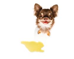 How To Stop The Dog From Peeing And Pooping In The House