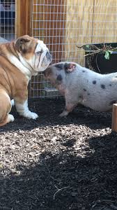 Testimonial Of The Month Thought You Would Enjoy This Photo Of Clyde One Very Confused Bulldog He Thinks He S A Chicken Puppies Available At Www Sub