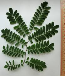 Image result for Dalbergia nitidula