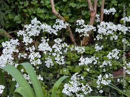 Image result for Cardamine