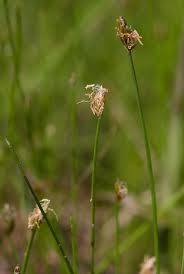 Image result for Eleocharis retroflexa