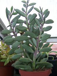 Image result for Senecio propior