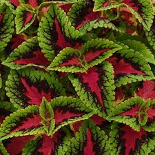 Image result for Coleus prittwitzii