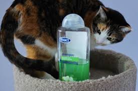 The grease cutting agents will dry out the cat's skin causing itching. Can I Use Dove Shampoo On My Cat Catwalls
