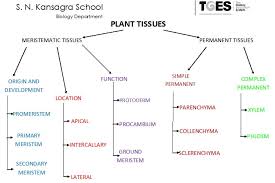 Classification Of Plant Tissues Plant Tissue Systems