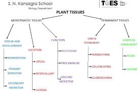 classification of plant tissues plant tissue systems