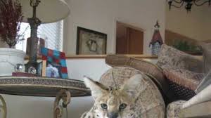 Kinda pricey, but they're larger than an average house cat the hybrid cat is gaining in popularity for many reasons. Death Of Large Exotic Cat In Roseville Sparks Controversy