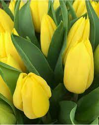 I Favor Pink Flowers But For Some Unknown Reason Yellow Tulips Say Spring To Me Yellow Tulips Pretty Flowers Yellow Wedding Flowers