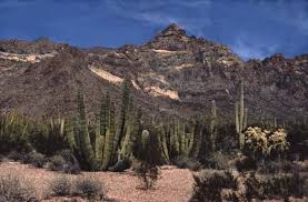 These campgrounds are known as the twin peaks campground and the alamo campground. Organ Pipe Cactus Organ Pipe Cactus National Monument U S National Park Service