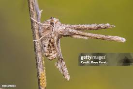 Image result for Flabellaria